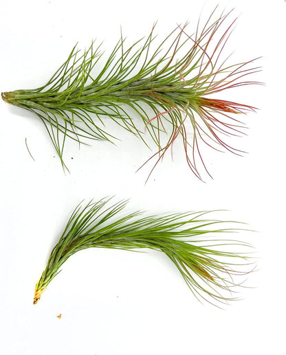 ragnaroc Air Plants - Tillandsia Funckiana Hybrid, Large 5-7" - 2ct - Live Arrival Guaranteed - House Plants for Home Decor & Gift