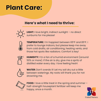United Nursery Dracaena Janet Craig – Tall Indoor Plant in 10” Grower Pot – 38–42 Inches Tall – Air-Purifying, Low-Light Tropical Houseplant – Easy-Care Green Foliage for Home or Office Decor