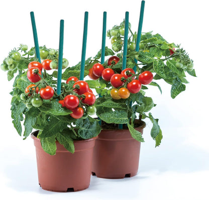 Green Bamboo Sticks Plant Stakes, Plant Support Sticks for Indoor Plants, GAGINANG Sturdy Bamboo Stakes, Floral Plant Support for Indoor and Outdoor Plants 25 Pack（18 Inches）