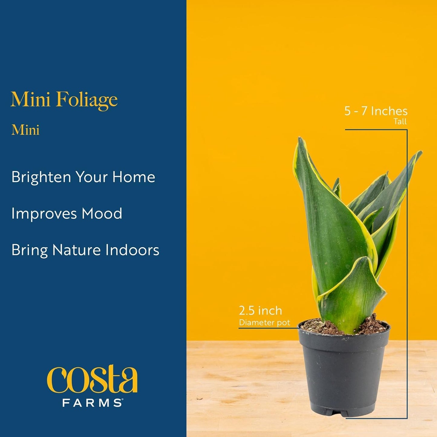 Costa Farms Live Mini Indoor Plants in Plastic Pots, Air Purifying Houseplants, Assorted Varieties, Home, Room, or Office Decor, House Warming or Birthday Gift, 4-6 Inches Tall, Pack of 20