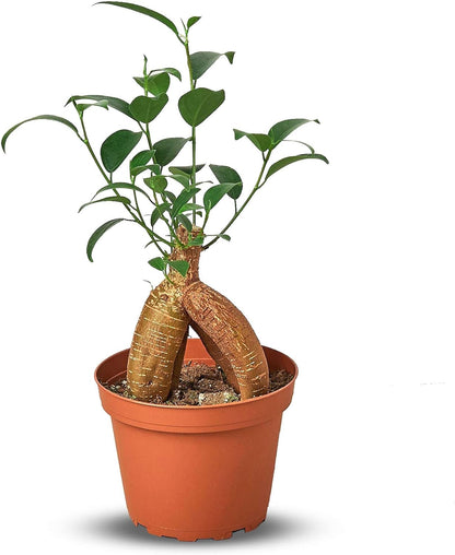 Ficus 'Ginseng' Live Plant for Indoor | Different Houseplants in 4'' & 6'' Pot | Real House Plant for Living Room, Office, Desk & Bathroom | Pot-Bellied Ficus