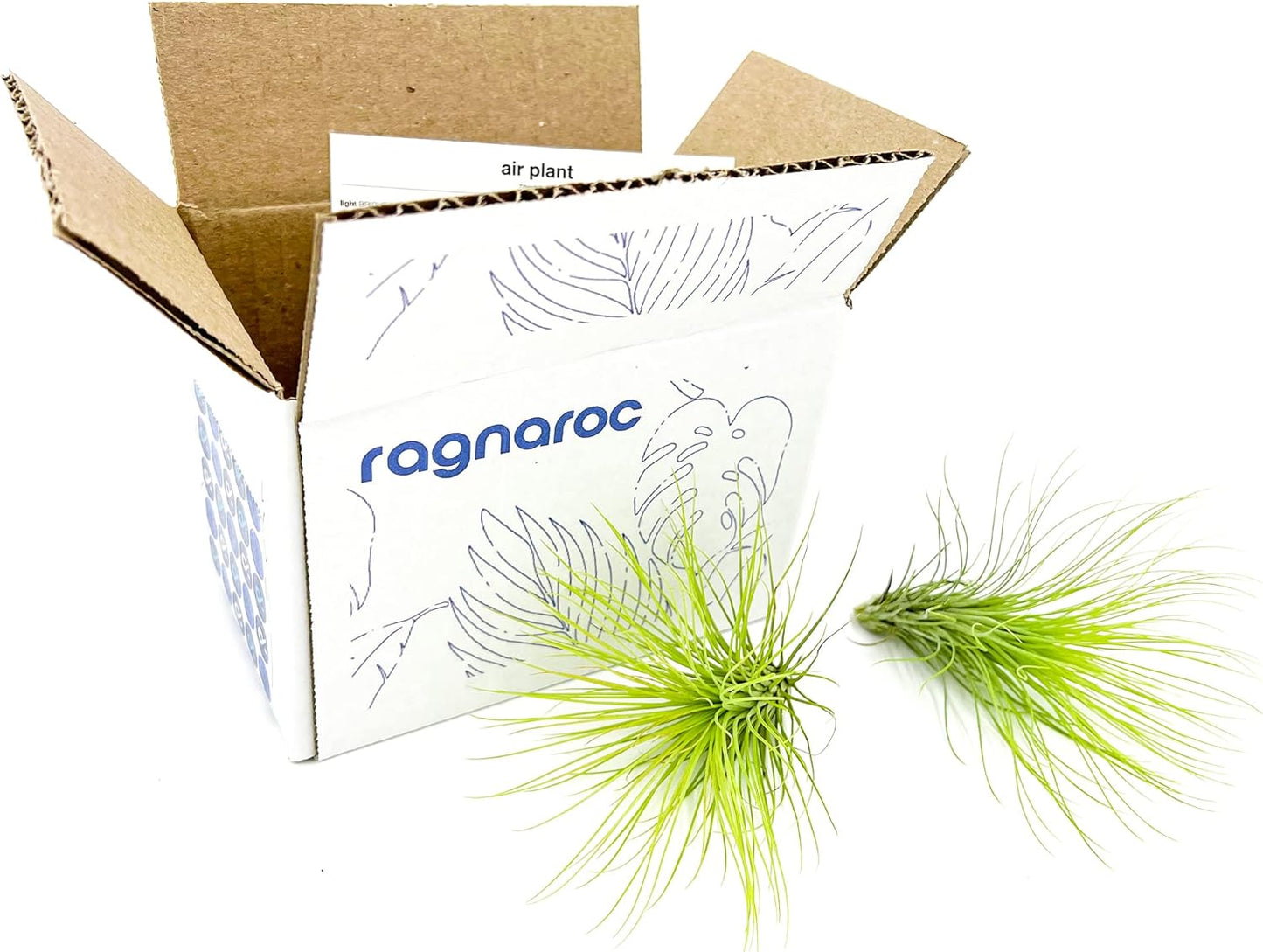 ragnaroc Air Plants - Tillandsia Andreana, Large 4-6" - 2ct - Live Arrival Gauranteed - House Plants for Home Decor & Gift