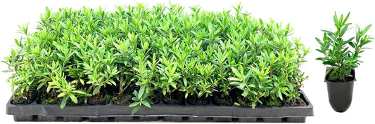 Little John Dwarf Bottlebrush | 3 Live Plants | Callistemon | Compact Blooming Shrub | Attracts