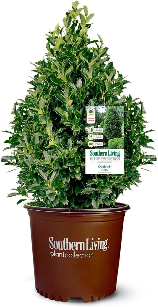 7 Gallon Southern Living Plant Collection Holly Oakland Shrub