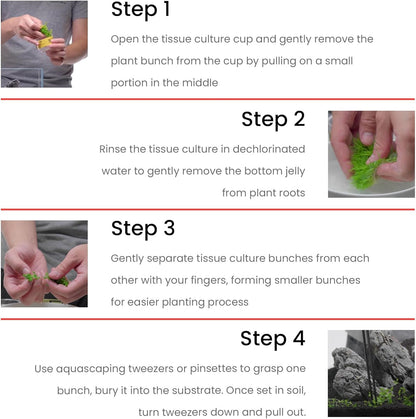 Ultum Nature Systems Glossostigma Elatinoides Tissue Culture Live Plant for Aquarium, Aquascape, Freshwater Fish Tanks - 100% Snail Free in Vitro