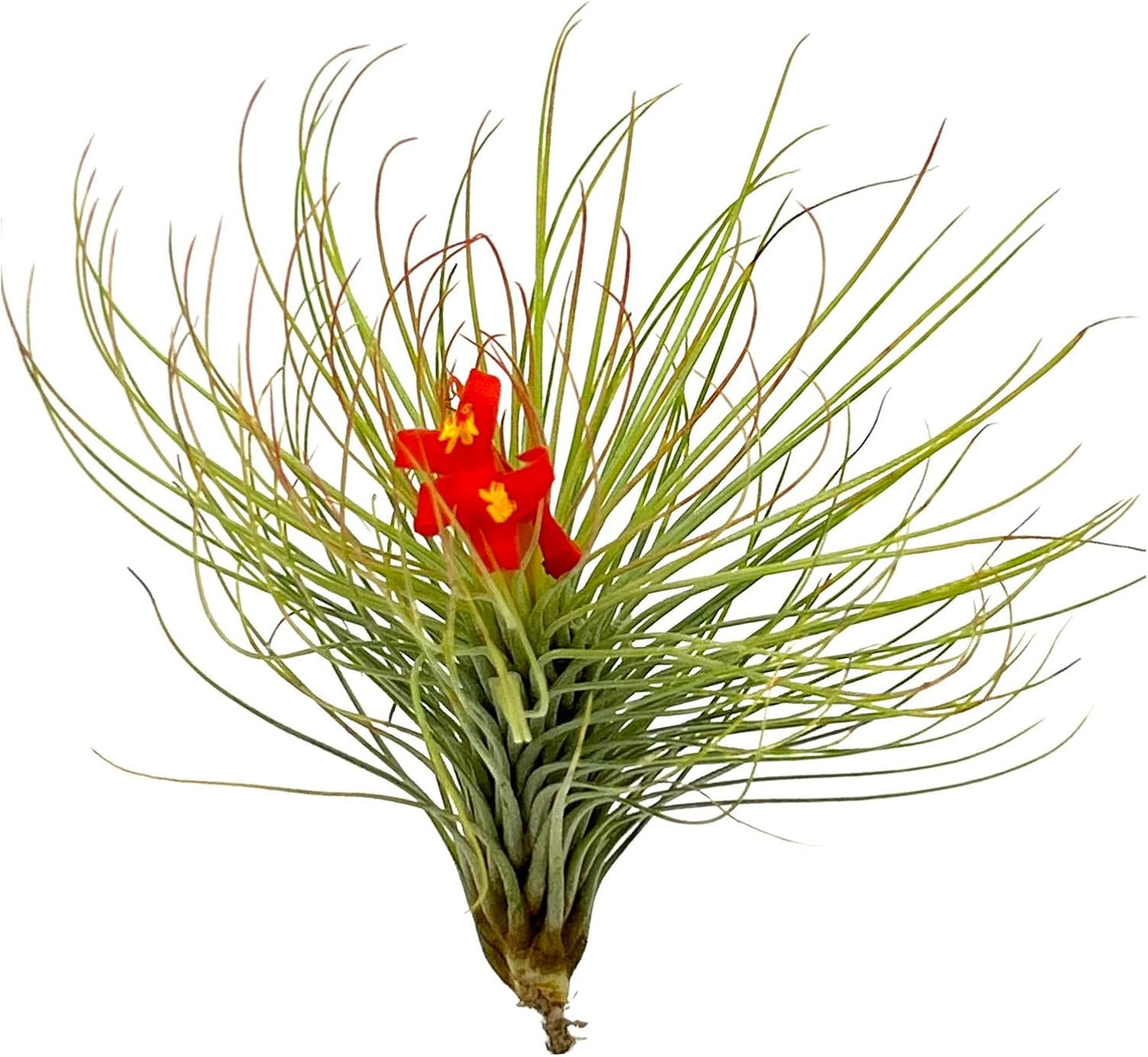 ragnaroc Air Plants - Tillandsia Andreana, Large 4-6" - 5ct - Live Arrival Gauranteed - House Plants for Home Decor & Gift