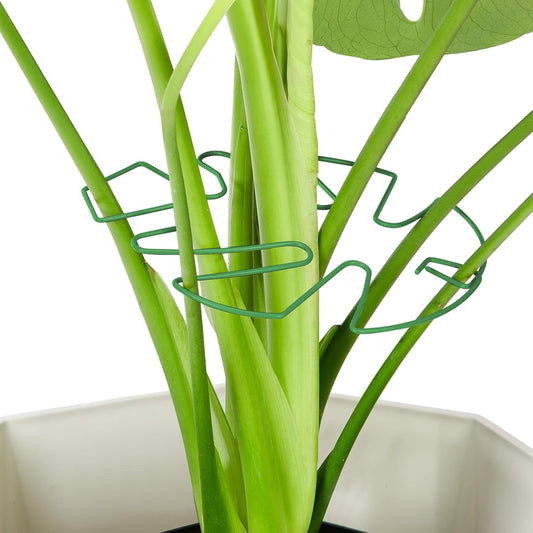 6PCS Iron Monstera Plant Support, Uniquely Designed Indoor Plant Accessories, Stable Plant Support