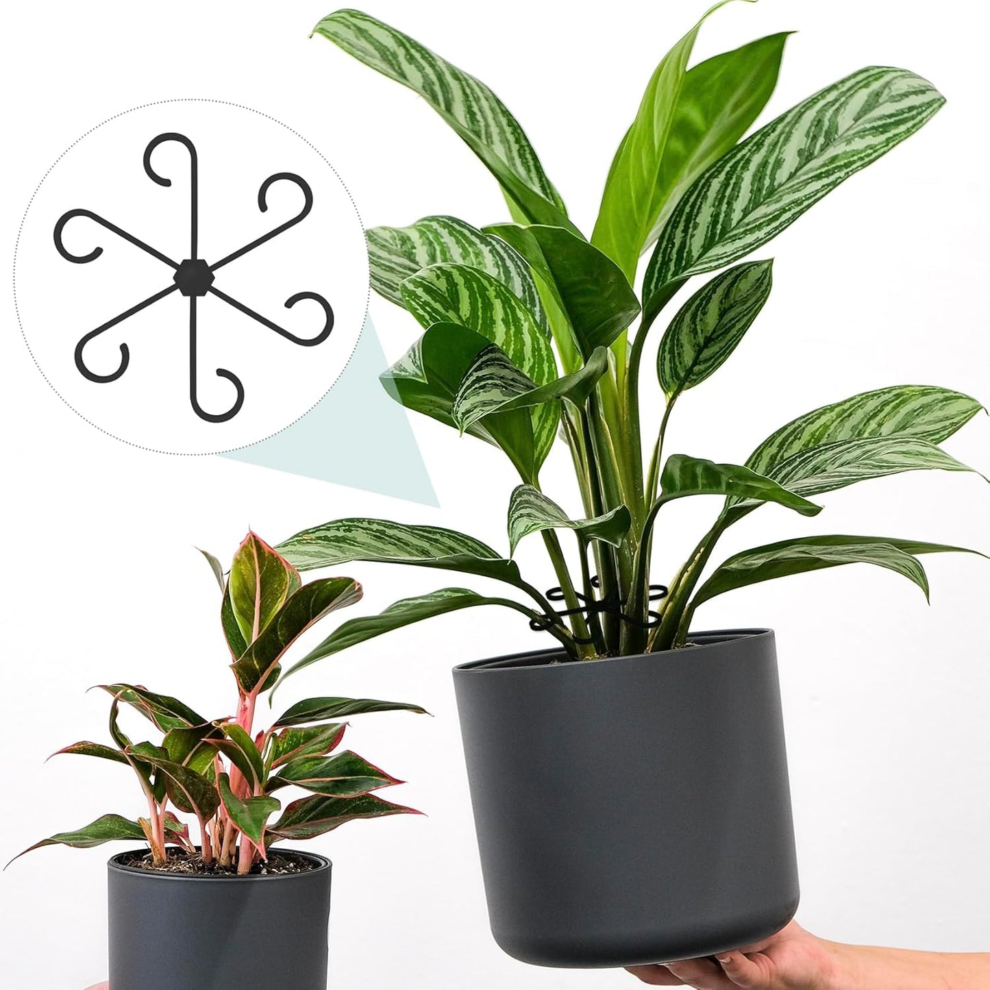 4PCS Plant Stem Support, 4 Sizes Climbing Houseplant Stem Holders, Plastic Reusable Flower Trellis Stem Hook Plant Care Growth Accessories for Flower Plants Indoor Outdoor - Black
