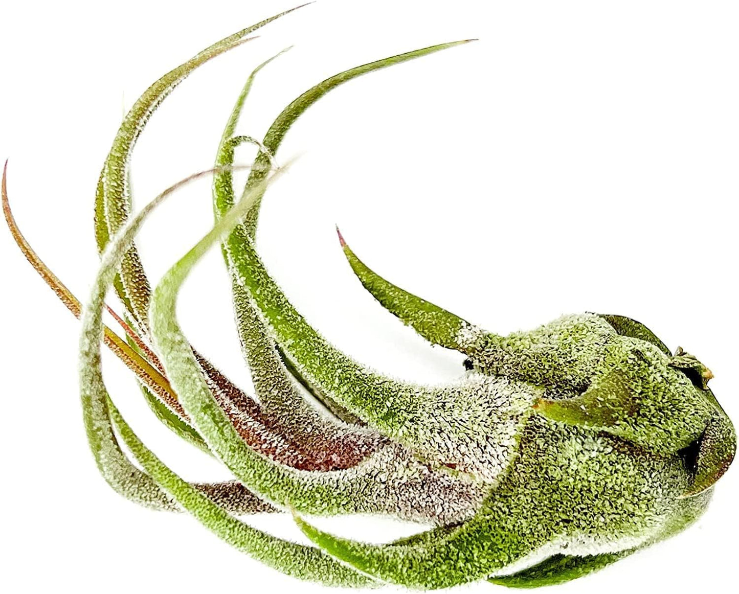 ragnaroc Air Plants - Tillandsia Pruinosa, Large 3-5" - 1ct - Live Arrival Guaranteed - House Plants for Home Decor & Gift
