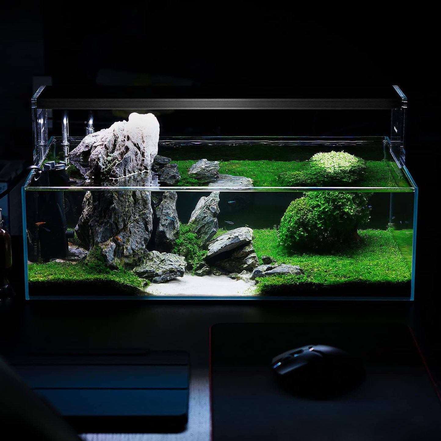 SubstrateSource Live Aquarium Stem Plants - Freshwater Aquatic Plant for Fish Tanks, Aquascaping - (Bacopa Australis, 1 Bunch)
