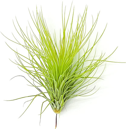 ragnaroc Air Plants - Tillandsia Andreana, Large 4-6" - 3ct - Live Arrival Gauranteed - House Plants for Home Decor & Gift