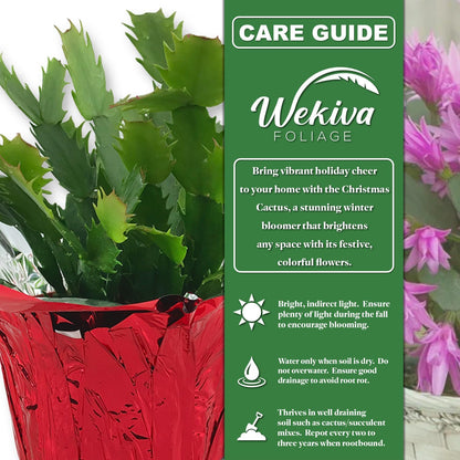 Pink Christmas Cactus - Live Starter Plants - Schlumbergera Bridgesii - Beautiful Colorful Tropical Indoor Succulent