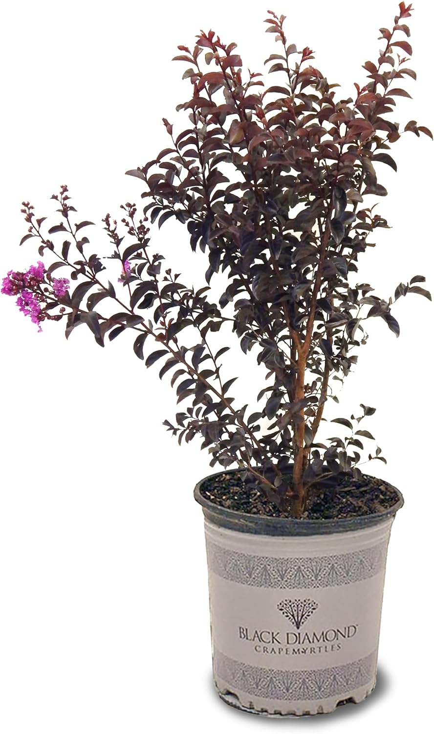 American Plant Exchange Black Diamond Purely Purple Crape Myrtle Tree Live, 3-Gallon Pot, 1-2ft Tall, Vibrant Purple Flowers, Drought-Tolerant, Large Outdoor Landscape Accent, Year-Round Beauty