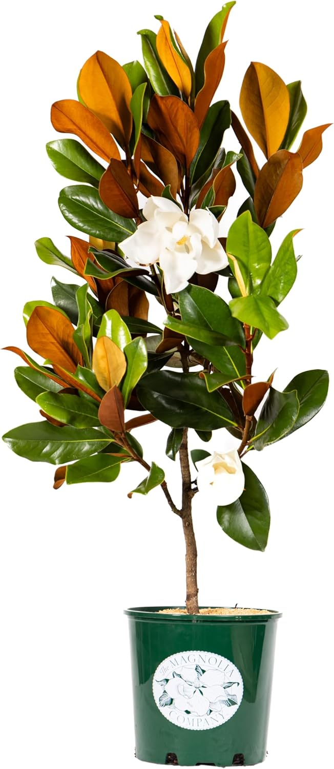 Magnolia Tree DD Blanchard Variation, Live Plant, Magnolia Flower, 3-4 Feet Tall, Southern Landscaping Plant Perfect for Home Growers, by The Magnolia Company, Can not Ship to CA, AK, HI, PR