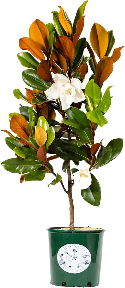 Magnolia Tree DD Blanchard Variation, Live Plant, Magnolia Flower, 3-4 Feet Tall, Southern Landscaping Plant Perfect for Home Growers, by The Magnolia Company, Can not Ship to CA, AK, HI, PR