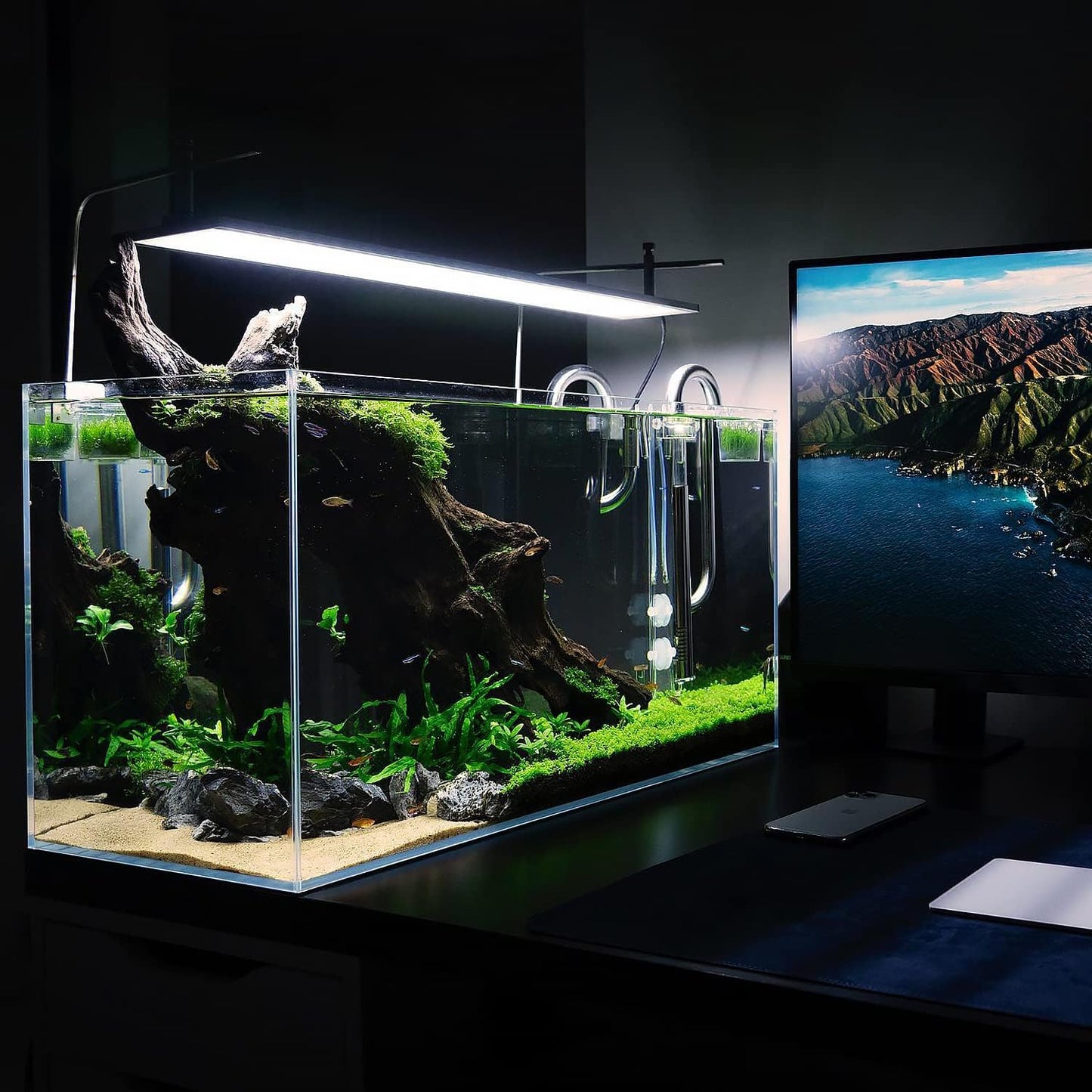 SubstrateSource Live Aquarium Stem Plants - Freshwater Aquatic Plant for Fish Tanks, Aquascaping - (Bacopa Australis, 1 Bunch)