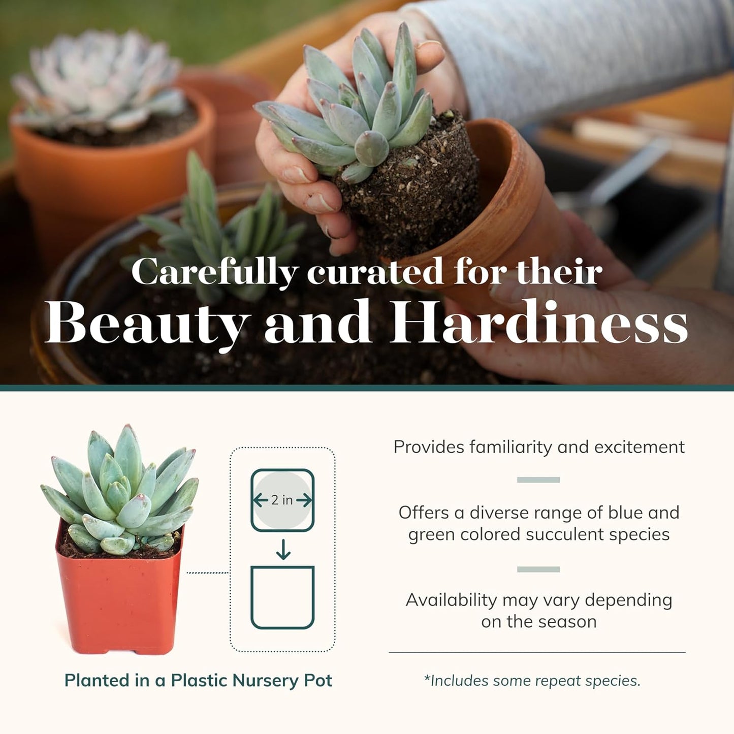 Shop Succulents | Azul Verde Collection | Assortment of Hand Selected, Fully Rooted Live Indoor Blue/Green Succulent Plants, 32-Pack