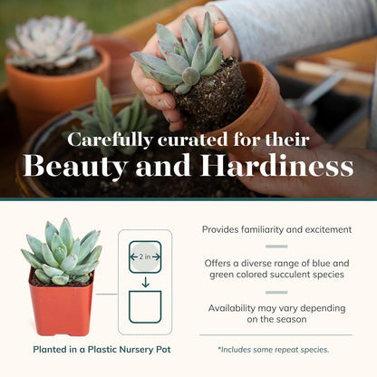 Shop Succulents Blue & Green Succulent Plant Pack Bulk Collection - Live Mini Succulent Plants, Low Maintenance, Mixture of Textures - Wedding and Party Favors, Gift & Garden, Pack of 20