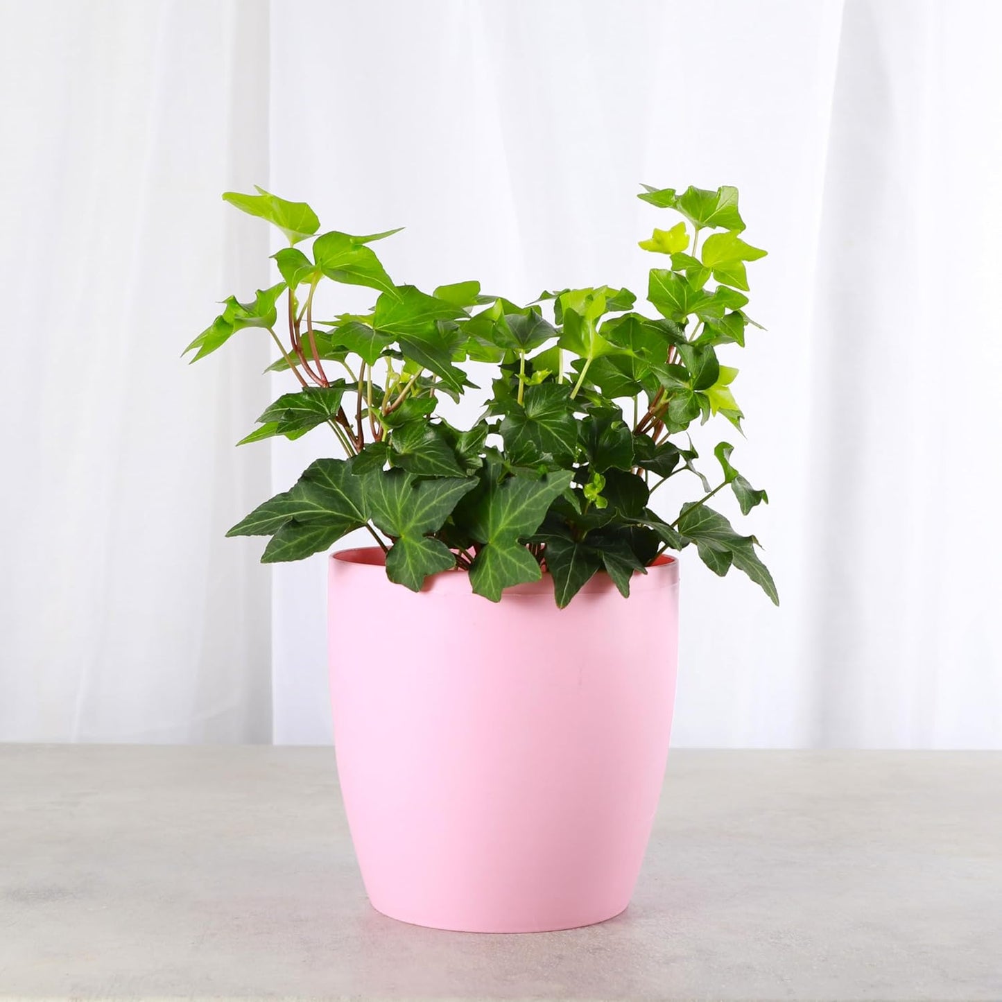 Thorsen's Greenhouse Live Green English Ivy Plant, Hedera Helix, Natural Air Purifier, Easy to Grow, Live Indoor Houseplant, 4" Diameter Pot (Blush)