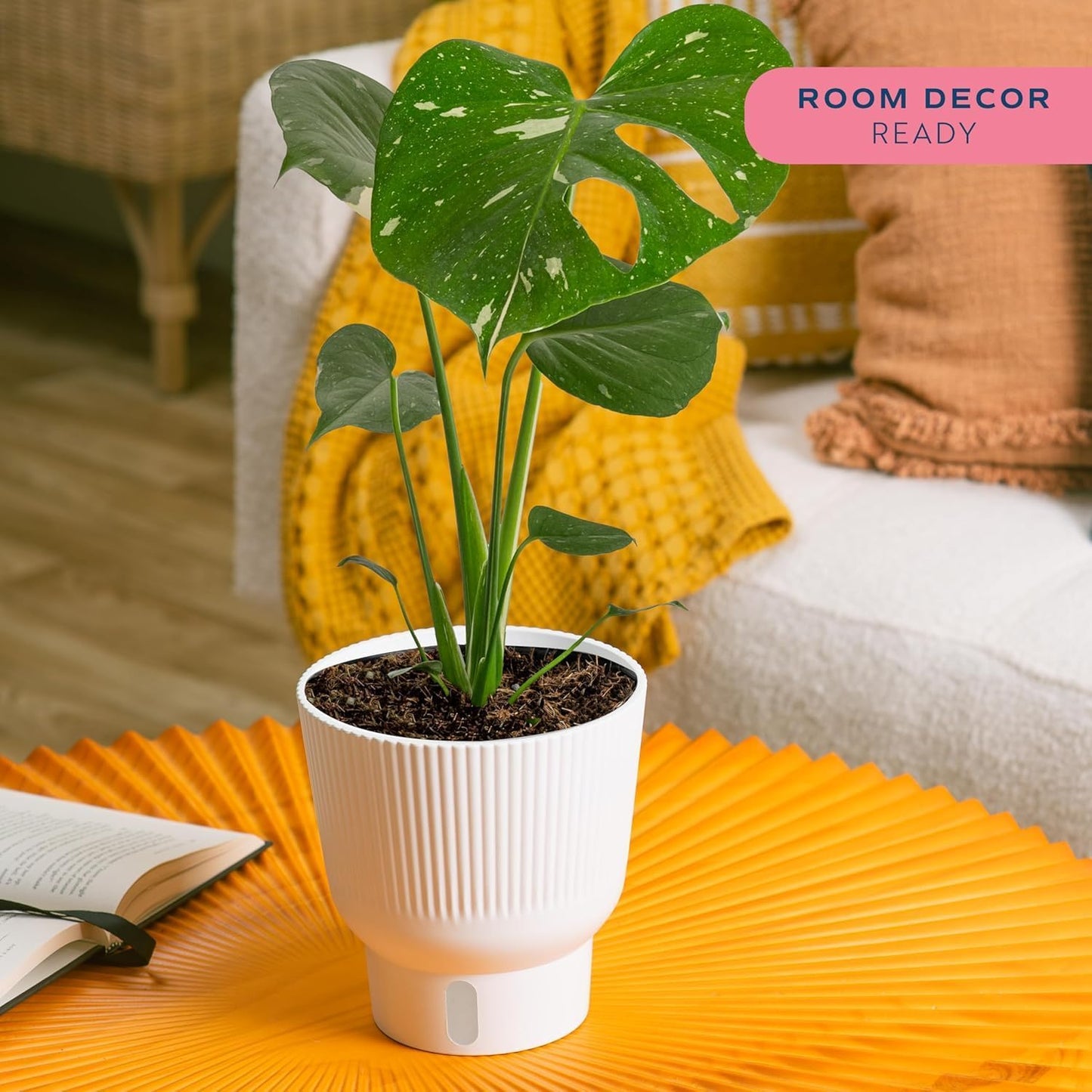 Costa Farms Thai Constellation, Variegated Monstera Live Plant in Self Watering Pot, Indoor Houseplant, Home, Room, or Office Decor, House Warming or Birthday Gift, 12-18 Inches Tall