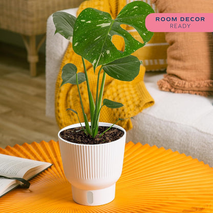 Costa Farms Thai Constellation, Variegated Monstera Live Plant in Self Watering Pot, Indoor Houseplant, Home, Room, or Office Decor, House Warming or Birthday Gift, 12-18 Inches Tall
