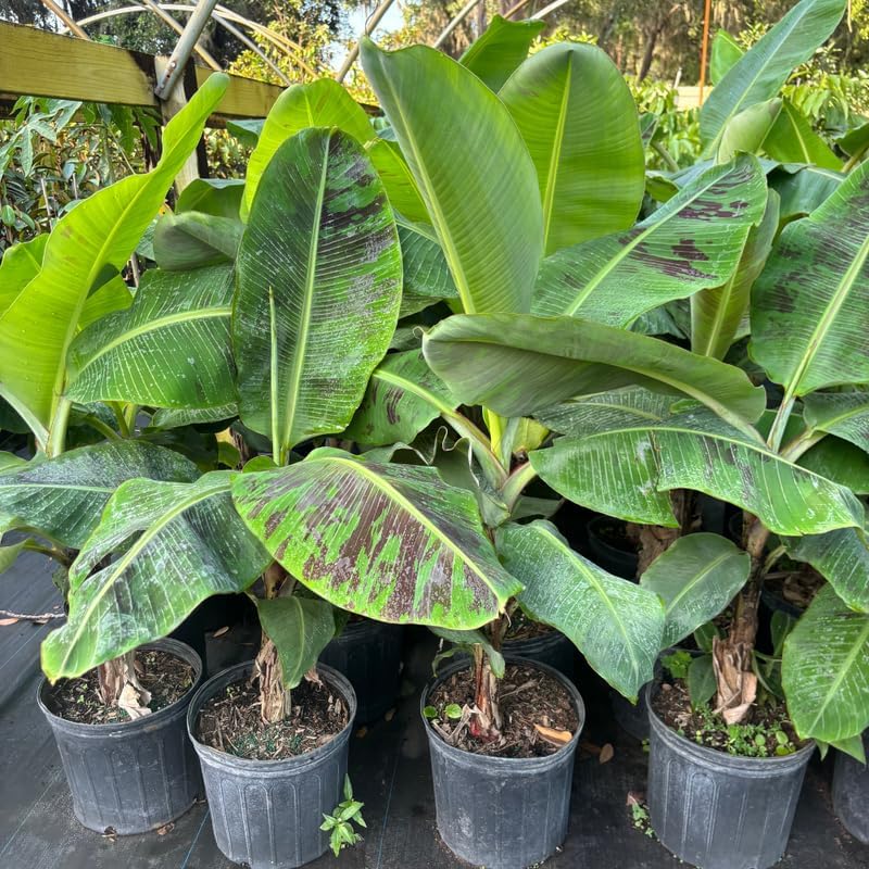 Dwarf Cavendish Banana Plant in 3 Gallon, 2-3 Ft Tall Banana Trees Live Plants for Outdoors Garden, No Ship to CA