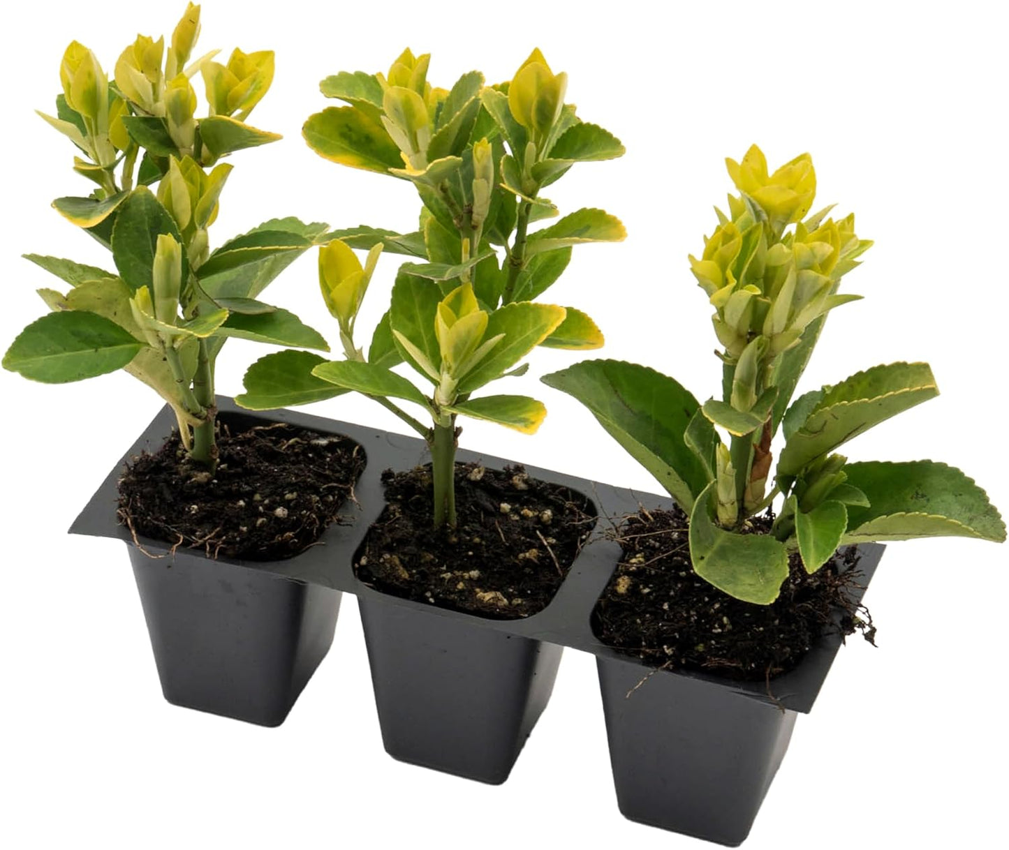 3 Golden Euonymus Shrubs | Live Plants in 2.5-inch Nursery Cubes | Japonica ‘Aureo-Marginatus’ Variety | Easy-Care Evergreen | Variegated Yellow-Green Foliage | Hedges & Shrubs for Home & Garden
