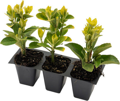 3 Golden Euonymus Shrubs | Live Plants in 2.5-inch Nursery Cubes | Japonica ‘Aureo-Marginatus’ Variety | Easy-Care Evergreen | Variegated Yellow-Green Foliage | Hedges & Shrubs for Home & Garden
