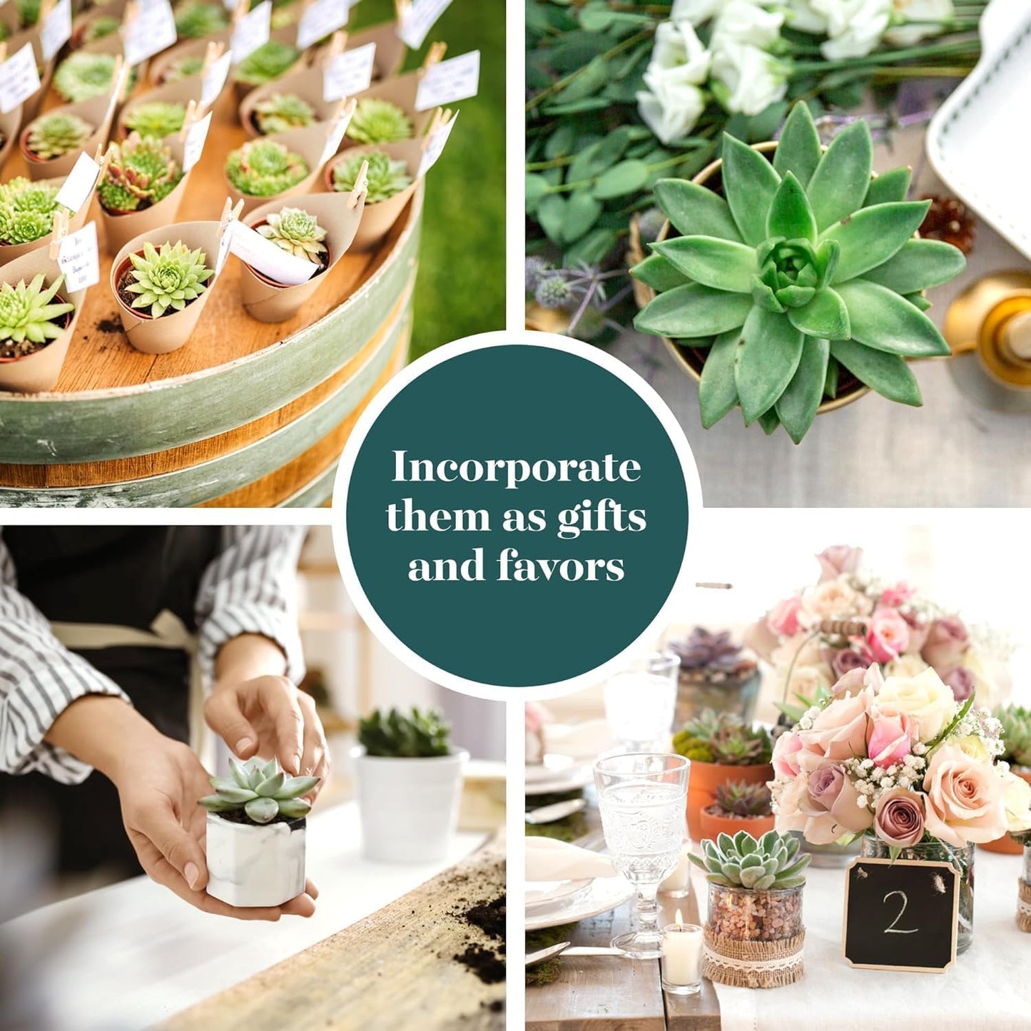 Shop Succulents Rosette Succulent Plant Pack Collection - Live Mini Succulent Plants, Low Maintenance, Floral Shaped Mix of Colors & Textures - Wedding and Party Favors, Gift & Garden, Pack of 64