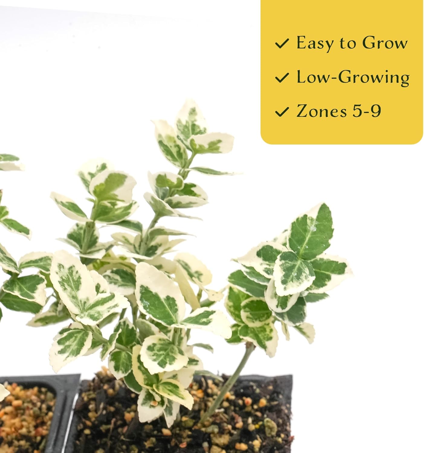 4 Emerald Gaiety Euonymus in 3.5" Nursery Cubes | Euonymus fortunei ‘Emerald Gaiety’ | Live Plants | Variegated Evergreen Shrub for Borders, Groundcover & Containers