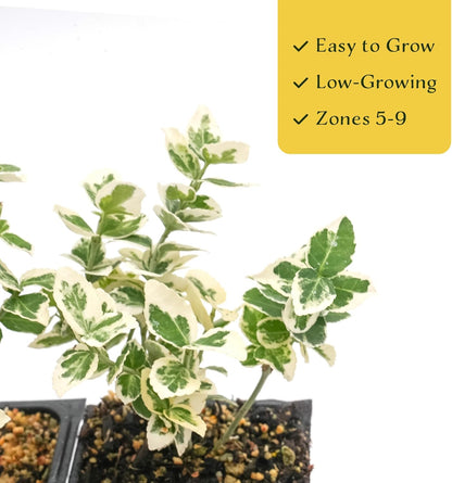 4 Emerald Gaiety Euonymus in 3.5" Nursery Cubes | Euonymus fortunei ‘Emerald Gaiety’ | Live Plants | Variegated Evergreen Shrub for Borders, Groundcover & Containers