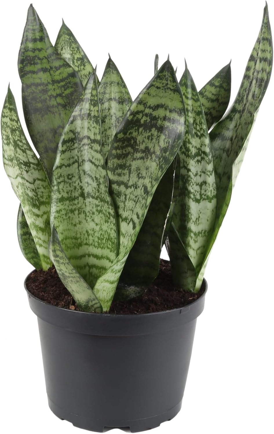 Gardenera RA Premium Snake Plant Potting Soil Mix, Green Sansevieria Trifascatia Zeylanica Plants, Plant or Re-Pot Your Snake Plant - (5 Quart Bag), (SNAKE-PLANT-5QT)