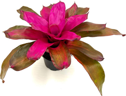 ragnaroc Live Plants – Bromeliad Neoregelia Tatiana, 8-12" in 6" Pot - 1ct - Live Arrival Guaranteed - House Plants for Home Decor & Gift