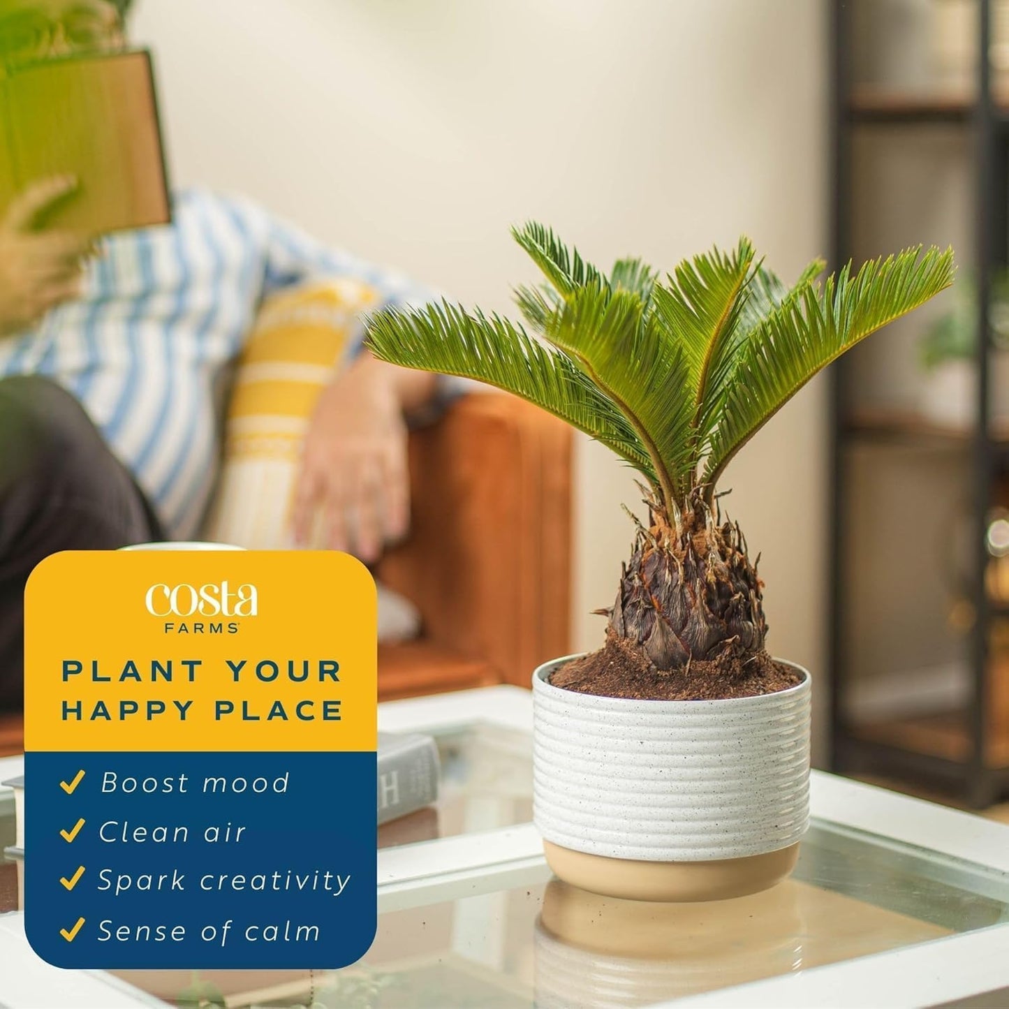 Costa Farms Live Sago Palm, Easy to Grow Live Indoor Plant, Houseplant in Plant Pot, Home and Room Decor, 1 Foot Tall
