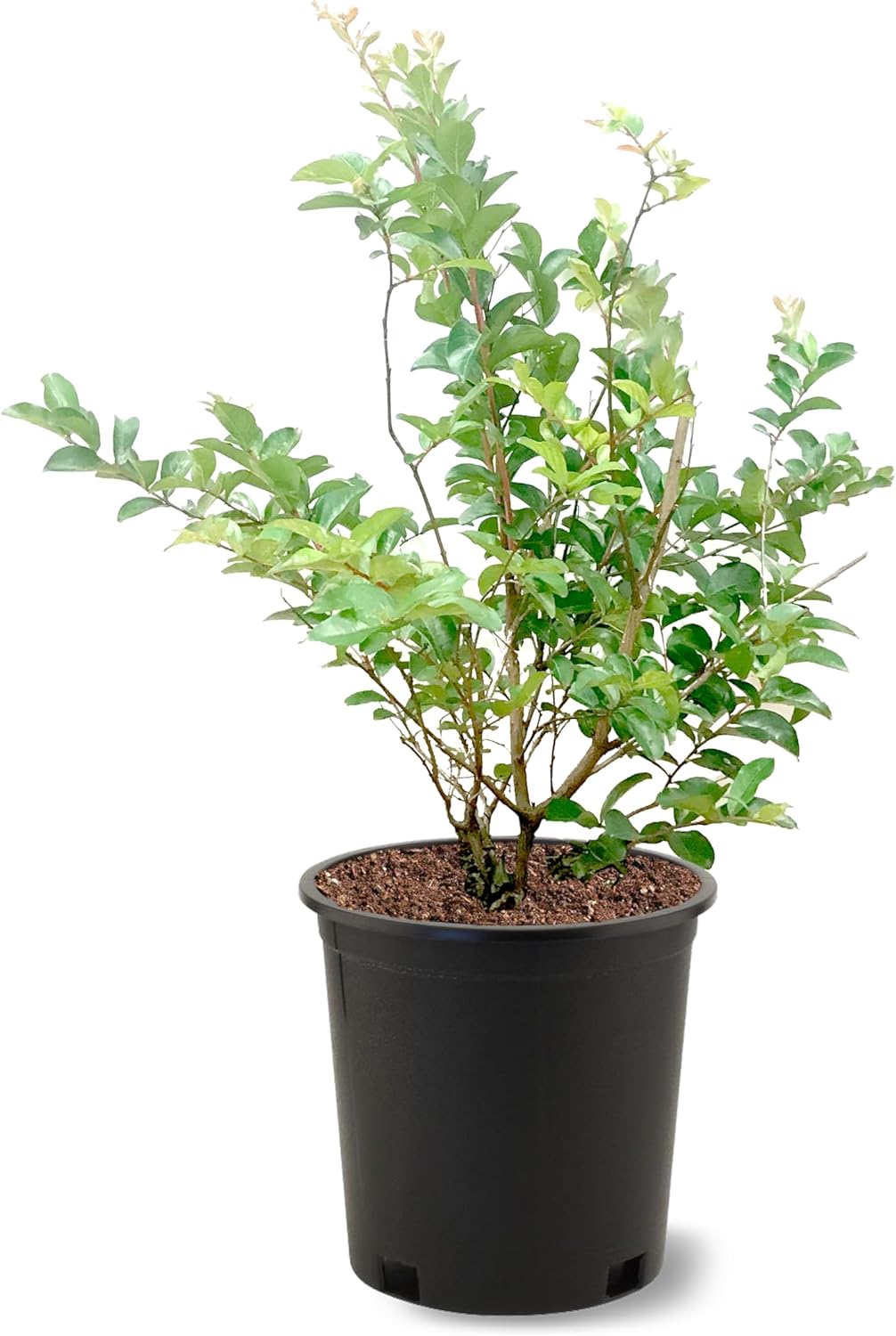 American Plant Exchange Tonto Crape Myrtle Tree Live, 3-Gallon Pot, 1-2ft Tall, Bright Fuchsia Pink Flowers, Drought-Tolerant, Large Outdoor Landscape Accent, Year-Round Beauty