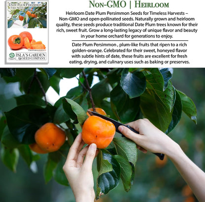 Date Plum Persimmon Tree Seeds (Diospyros Lotus) – 30+ Non-GMO & Heirloom Seeds, Exotic & Rare Fruit Tree, 80% Germination Rate, by Isla’s Garden Seeds, Unique Edible Landscape Addition