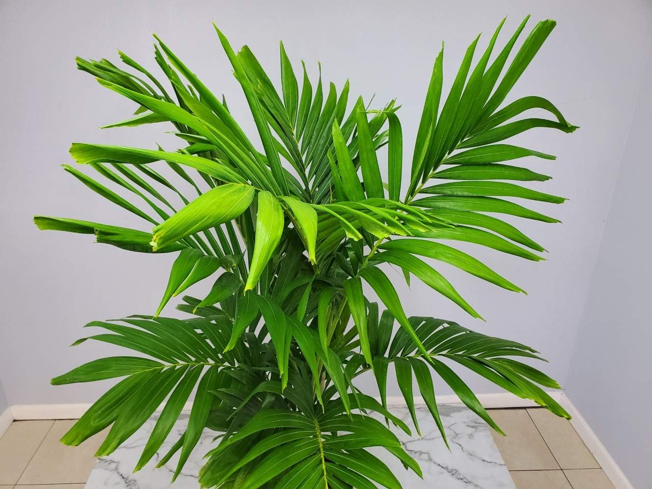 Adonidia Christmas Palm Tree - Live Plant - Tropical Plants of Florida - Overall Height 62" to 70" (Plant Only)…