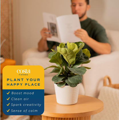 Costa Farms Little Fiddle Leaf Fig, Live Indoor Plant Ficus Lyrata, Houseplant Potted in Modern Decor Pot and Plant Stand, Tabletop, Shelf, Room Decor or Office Decor, 1 Foot Tall