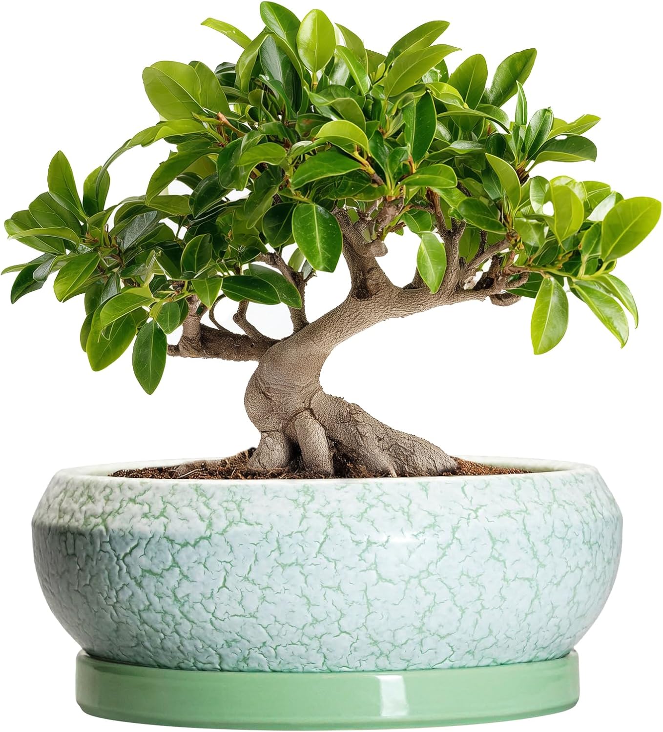 Bonsai Pots - 10 Inch Ceramic Succulent Pot with Drainage Hole and Plant Saucer, Succulent Planters for Indoor Outdoor, Round Planter Bowl, Shallow Planter, Home Decor, Gardening Gift, Green