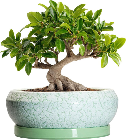 Bonsai Pots - 10 Inch Ceramic Succulent Pot with Drainage Hole and Plant Saucer, Succulent Planters for Indoor Outdoor, Round Planter Bowl, Shallow Planter, Home Decor, Gardening Gift, Green
