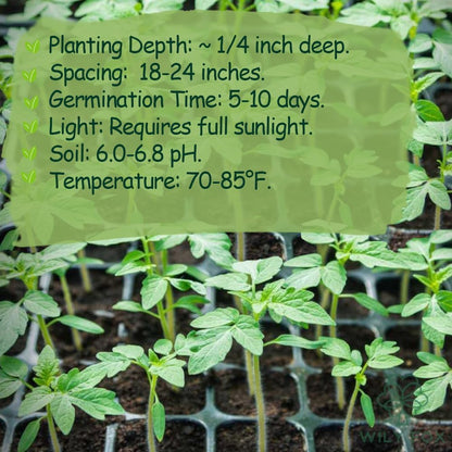Premium Large Cherry Tomato Seeds – 500 Non-GMO Heirloom Seeds for Planting – Sweet Juicy, High Yield, Rich Flavor Tomatoes for Home Garden, Balcony, Outdoor, Greenhouse – Easy to Grow Vegetable Seeds
