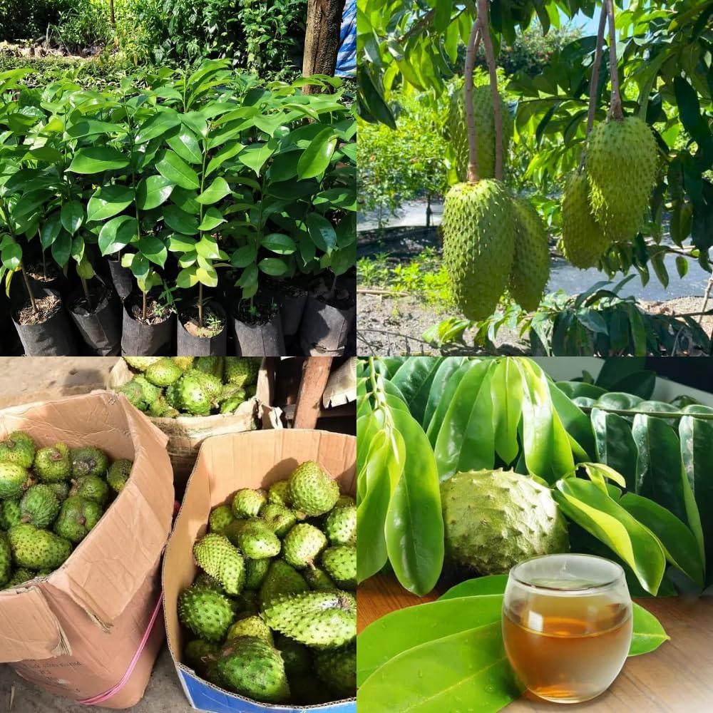3 Years Old Soursop Tree Plant Live in 3 Gallon Pot, 2-3 Feet Soursop Trees Seedling Tropical Fruit, Sweet Annona Muricata Guanabana for Outdoor Planting, Can not Ship to California