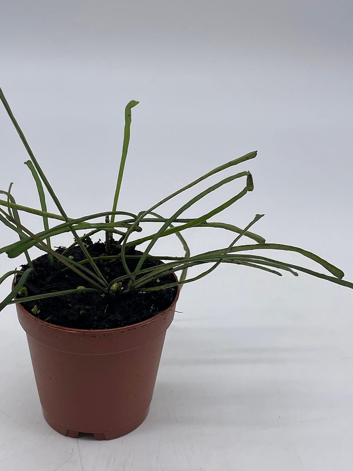 BubbleBlooms Hoya Retusa in a 2 inch Pot Wax Plant, Wax Vine, and Porcelain Vine
