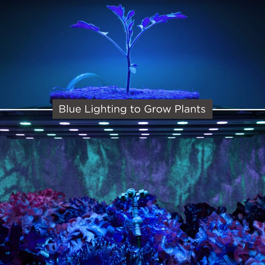 GoodBulb 60-Watt Plant Grow Light Bulb Blue Color A19 Shape & E26 Medium Base High Output Grow Light Indoor Plants Seeds Veg and Flower Pack of 4 Bulbs