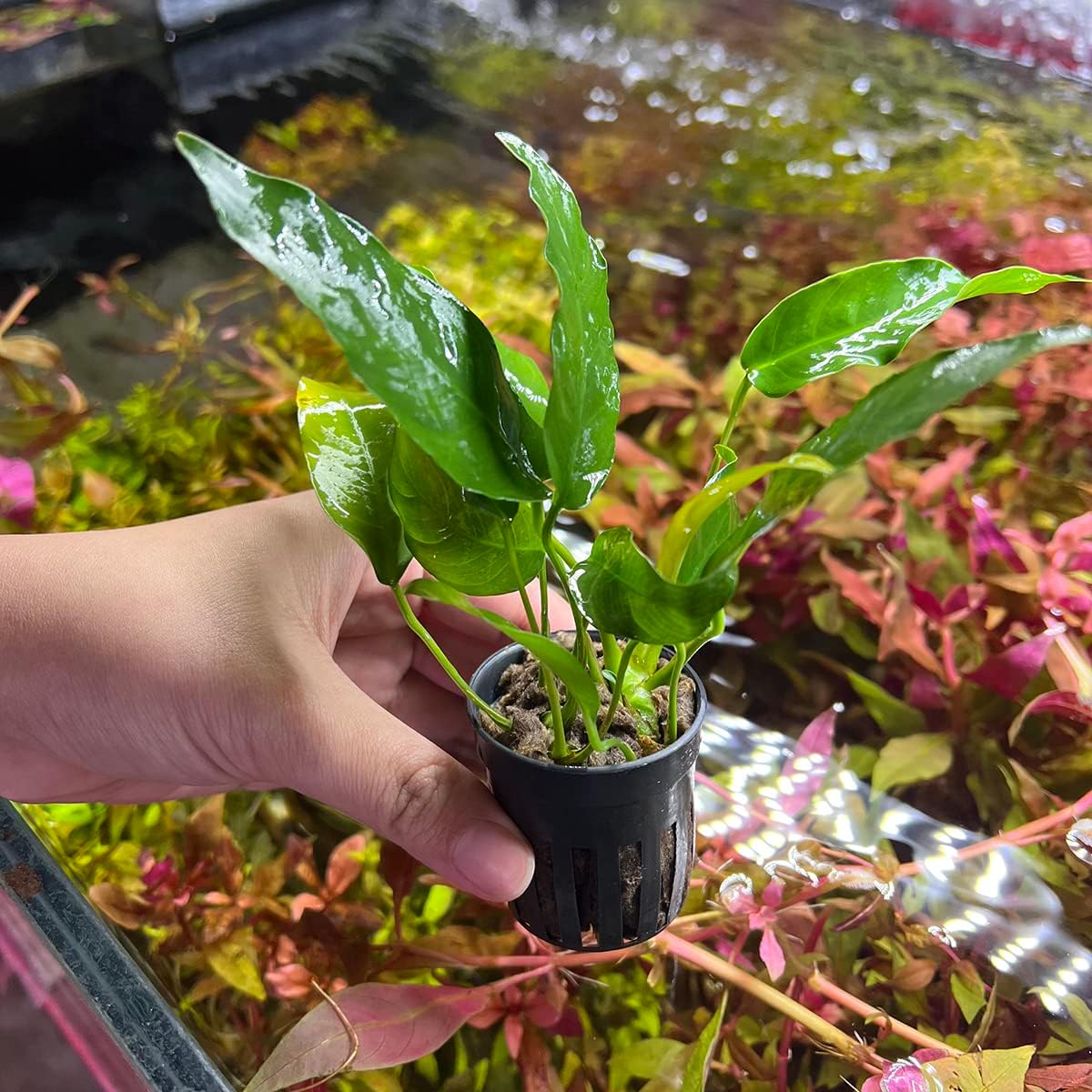 SubstrateSource Anubias Live Aquarium Plants - Potted Freshwater Plant for Fish Tanks, Terrariums - Beginner Friendly Low Light (Short and Sharp, 3 Pots)