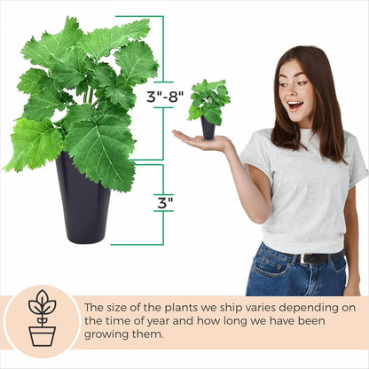 BlackBerry Plant Freedom-Ark (4 Pack) | Live Fruit Plant for Planting | Thornless & High-Yielding Variety | Large, Sweet & Juicy Berries | Perfect for Fresh Eating & Organic Gardens | Easy to Grow