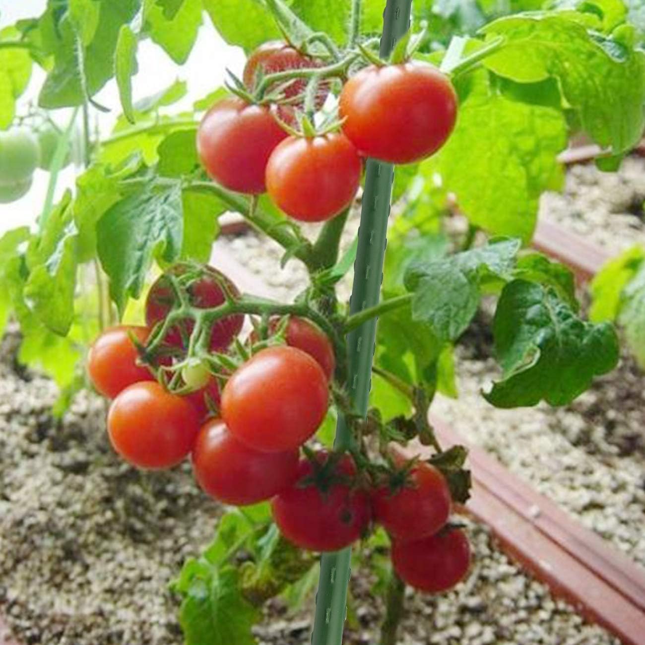 Sunnyglade 72 Inch Garden Stakes, Tomato Stakes Plastic Coated Metal Plant Sticks Stakes Supports for Indoor Outdoor Plants Vegetable (30)