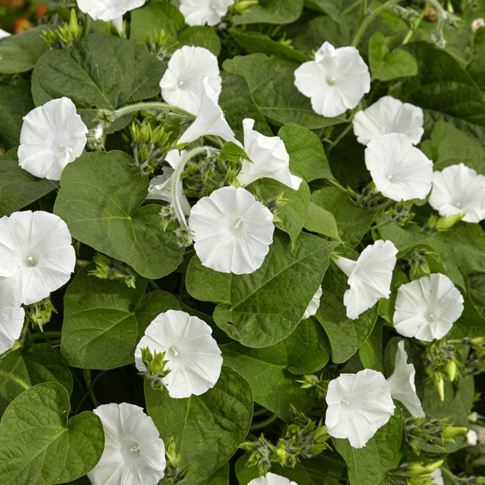 Outsidepride Ipomoea Alba Moonflower Seeds – 1 lb. Annual, Vining Flower Seeds for Planting, Fragrant Night-Blooming Climbers for Trellises, Moon Gardens, Night Pollinators & Outdoor Landscapes