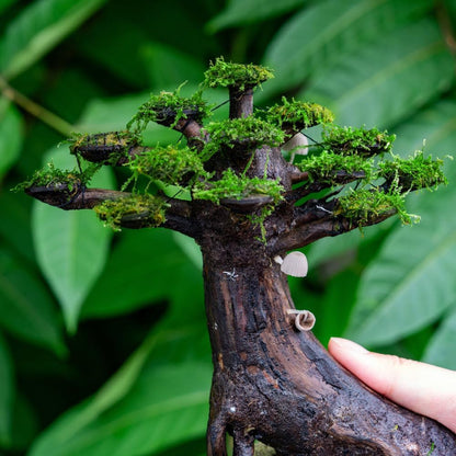 SubstrateSource Live Planted Decor - Moss on Bonsai (Aquascaping Tree) - Low to Moderate Light, Bright Green Freshwater Accent for Aquatic Layout, Midground Placement Centerpiece - Large, 1 Pack