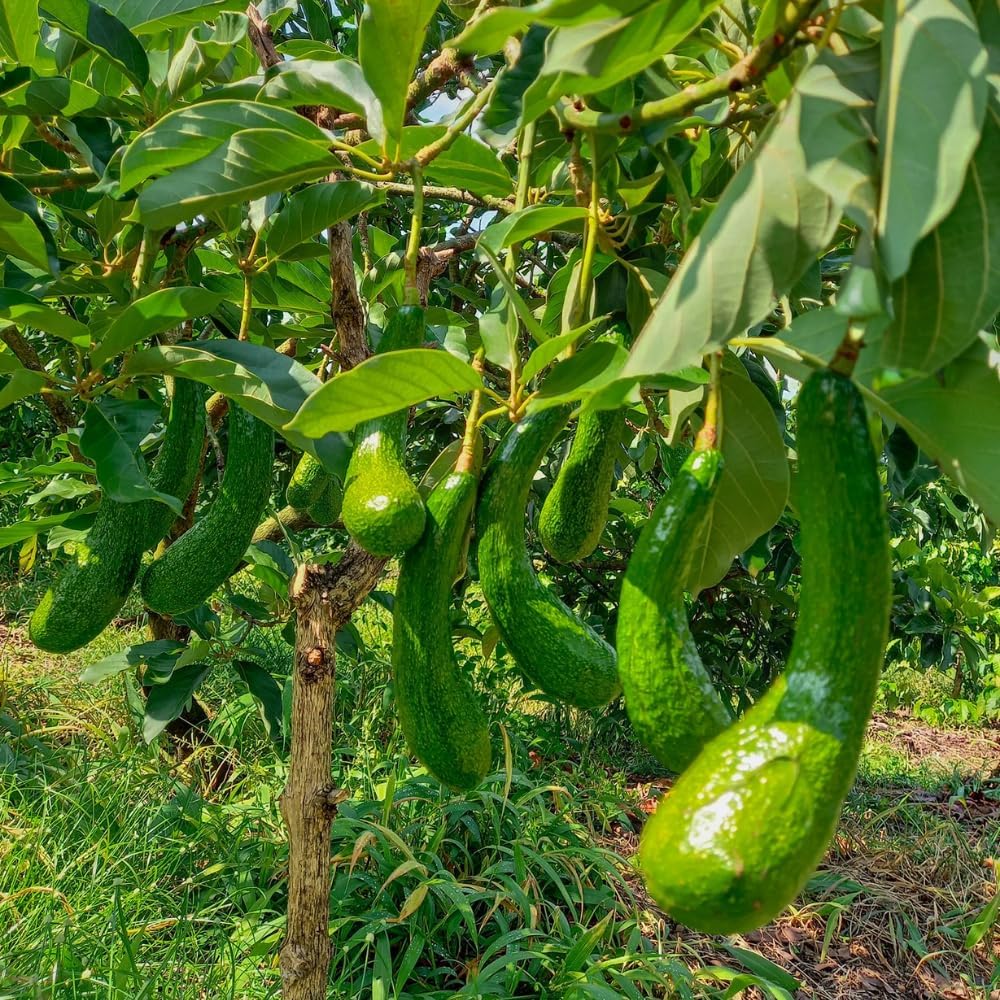 Avocado Trees Live Plant, 3 Gallon Pot, Grafted Avocado Tree, 2 Ft Long Avocado Fruits Plant, No Ship to CA
